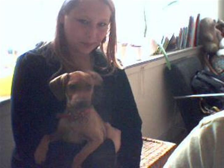 Gravhund blondi billede 5