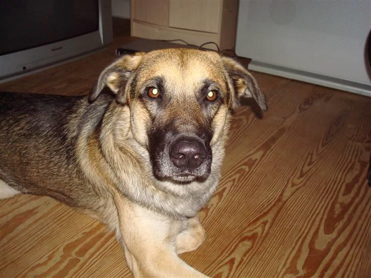 Blanding af racer Max - Er du nu der igen moar.... billede 8