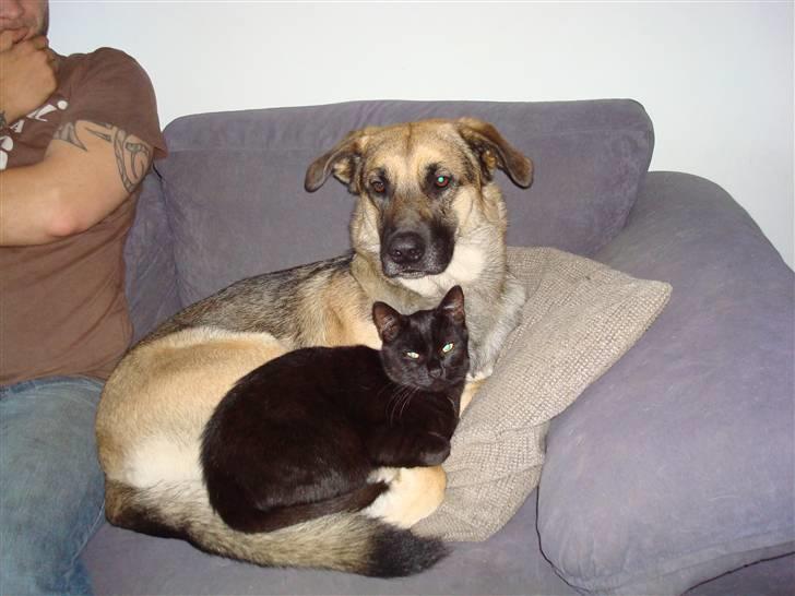 Blanding af racer Max - Max sammen med hans putte buddy Frederik billede 9