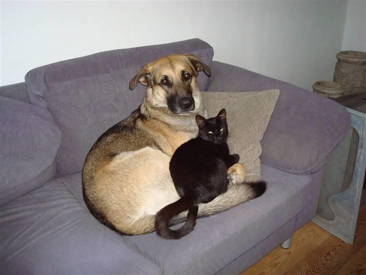 Blanding af racer Max - Frederik: HVAD HVAAA?????? Han er min min min!!!! billede 10