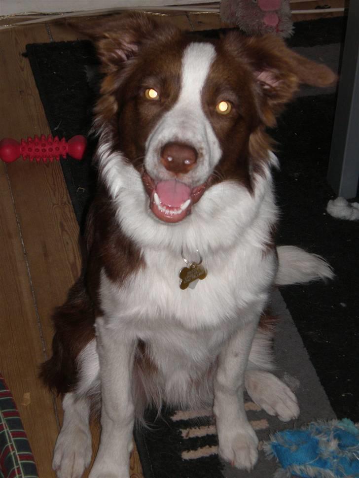 Border collie Bonnie billede 1