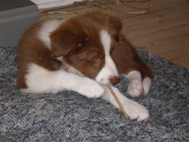 Border collie Bonnie billede 2
