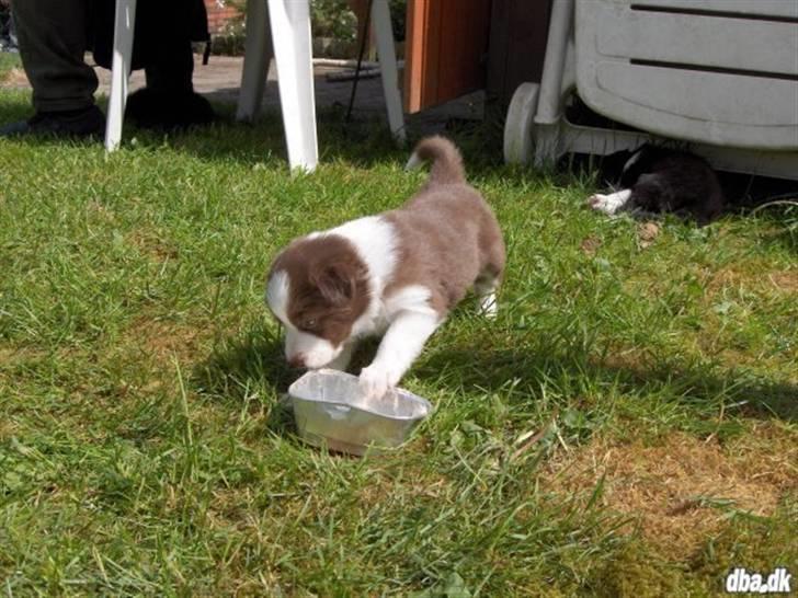 Border collie Bonnie billede 3