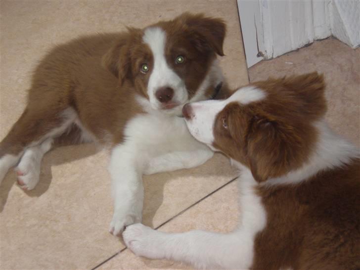 Border collie Bonnie billede 4