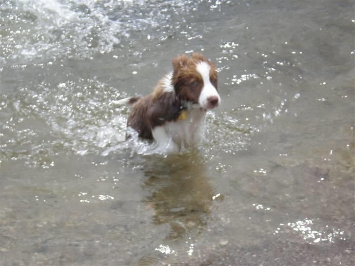 Border collie Bonnie billede 5