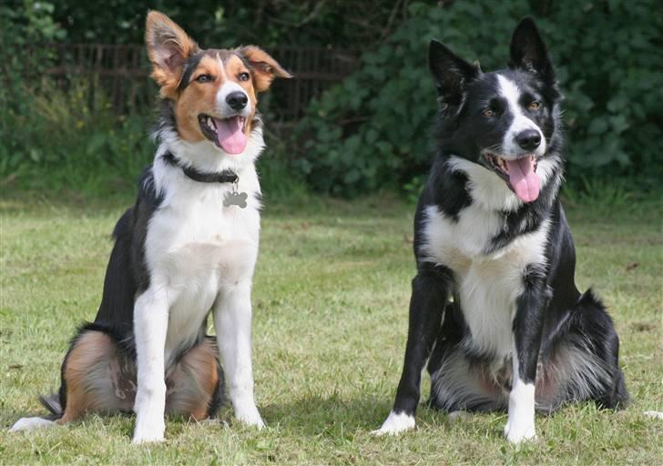 Border collie Crocodile Dundee "Dundee" - RIP - Dundee og Indi (Billedet er taget af Gitte fra Schnauzerpower.dk) billede 10