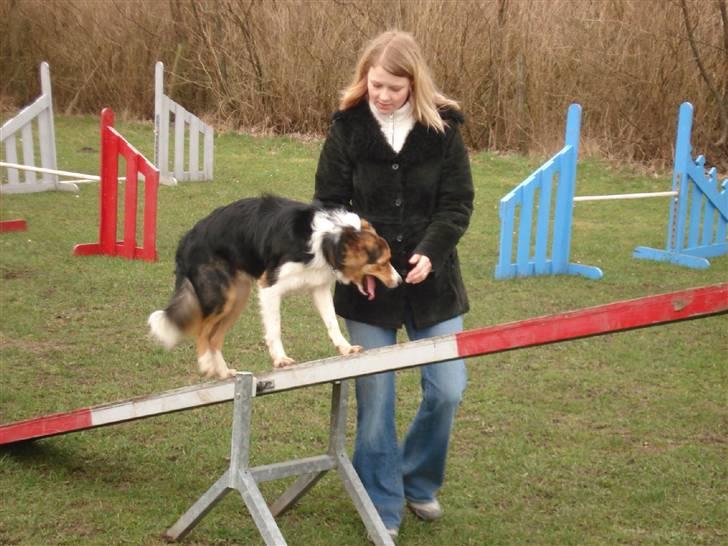 Border collie Crocodile Dundee "Dundee" - RIP - Så er vi så småt startet på agility billede 12