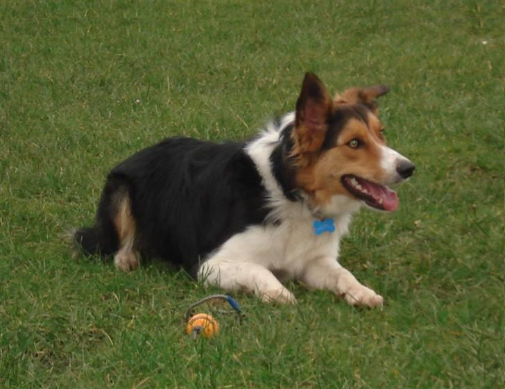 Border collie Crocodile Dundee "Dundee" - RIP billede 13