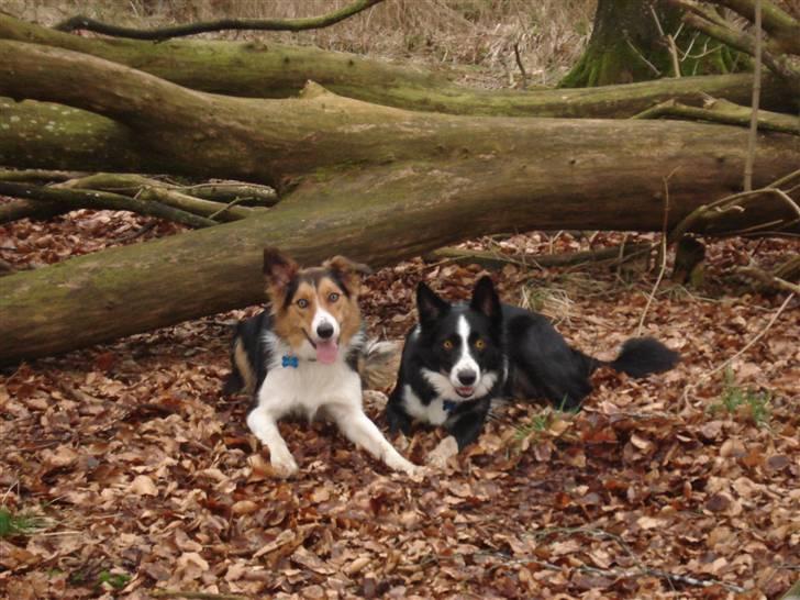 Border collie Crocodile Dundee "Dundee" - RIP billede 14