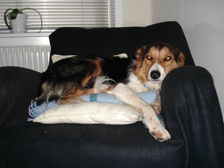 Border collie Crocodile Dundee "Dundee" - RIP - Hmm... Her må Dundee så egentlig ikke være billede 15