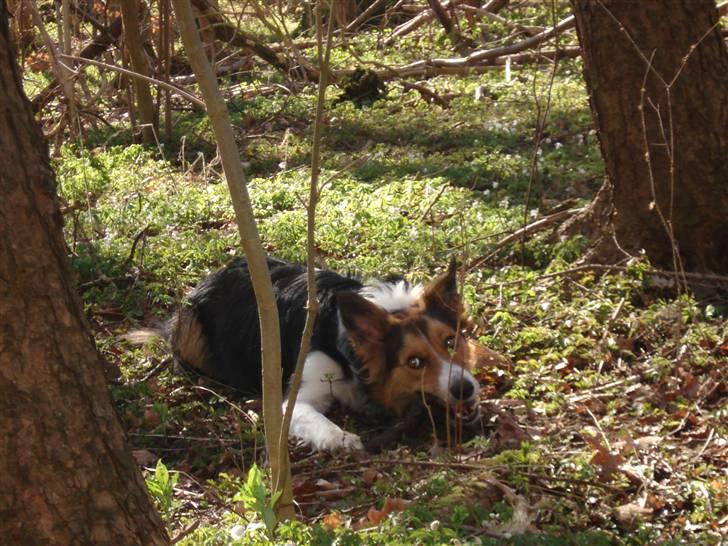 Border collie Crocodile Dundee "Dundee" - RIP billede 17