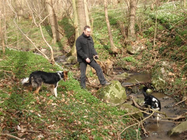 Border collie Crocodile Dundee "Dundee" - RIP - Så er drengene ude og lege billede 19