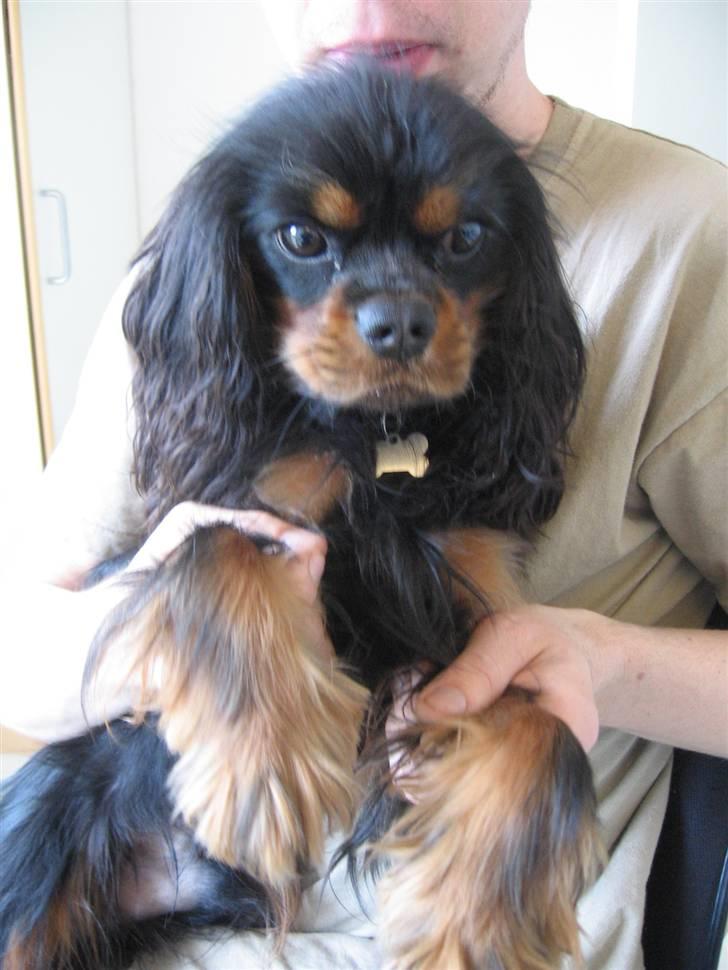 Cavalier king charles spaniel Nando - Puuuha, hvorfor skulle hun også sprøjte vand på mig?  billede 19
