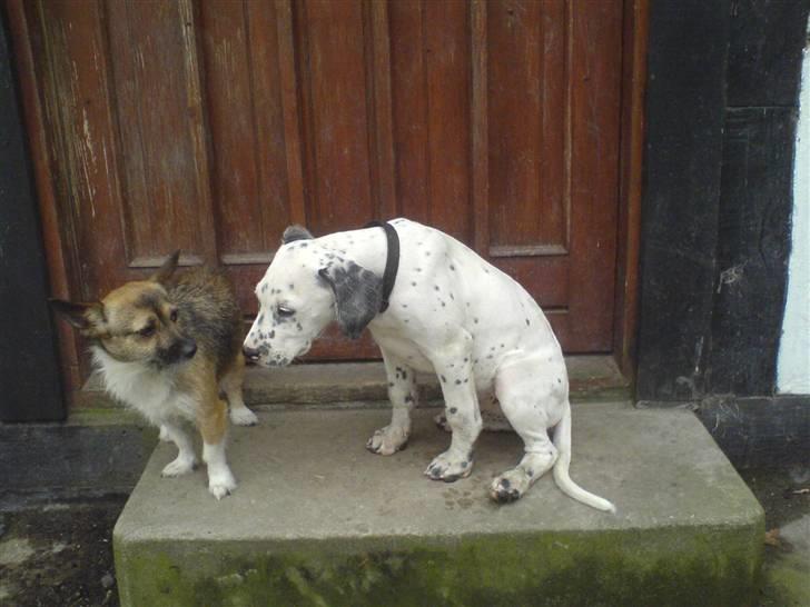 Blanding af racer Millalik nanok  billede 11