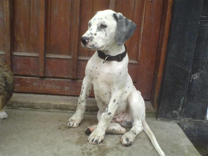 Blanding af racer Millalik nanok  billede 12