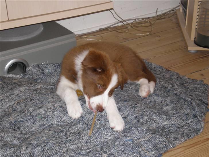 Border collie Bonnie billede 6