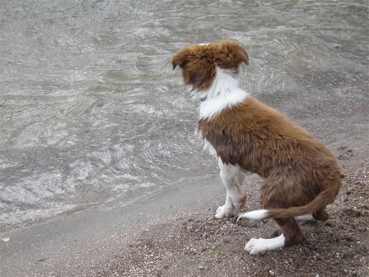 Border collie Bonnie billede 7