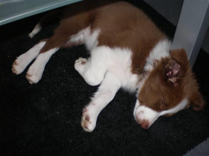 Border collie Bonnie billede 8