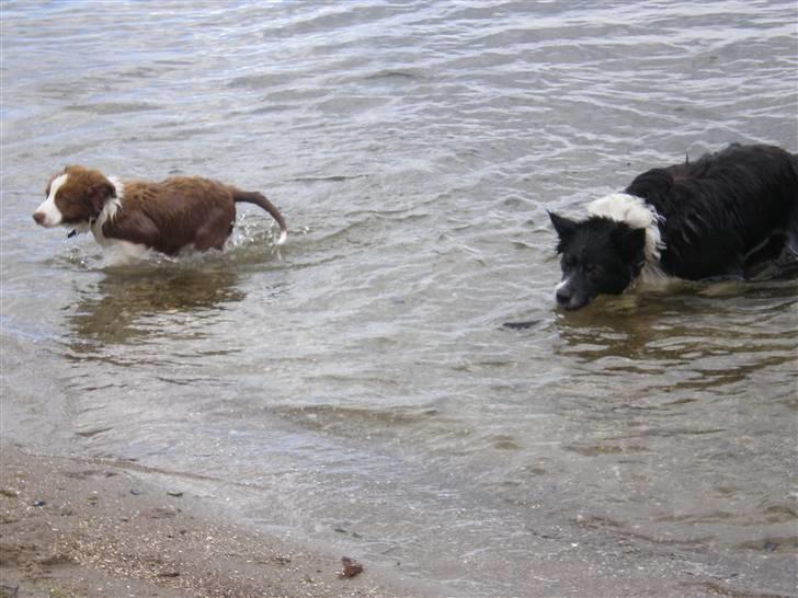 Border collie Bonnie billede 9