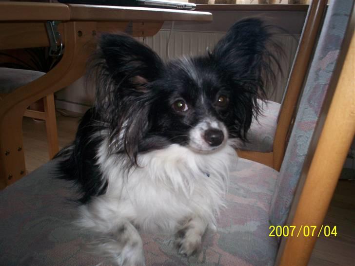 Papillon Gismo billede 3