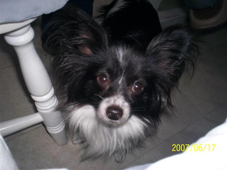 Papillon Gismo billede 4