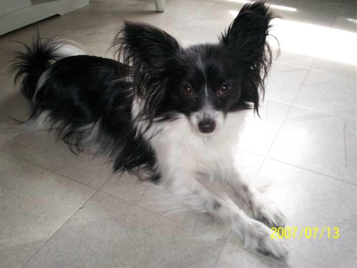 Papillon Gismo billede 5