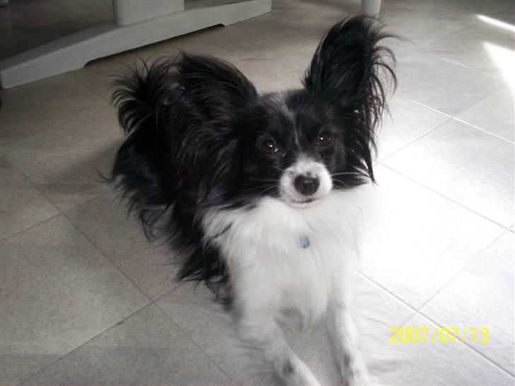 Papillon Gismo billede 6