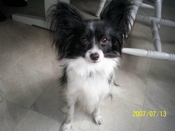 Papillon Gismo billede 7