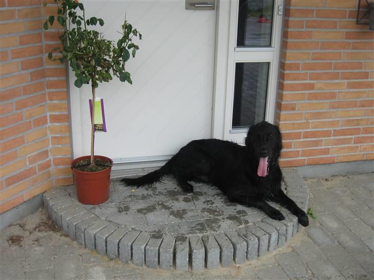 Flat coated retriever Chico billede 1