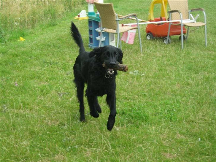 Flat coated retriever Chico billede 2