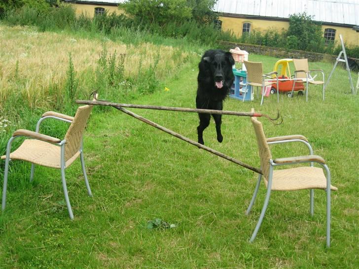 Flat coated retriever Chico billede 3