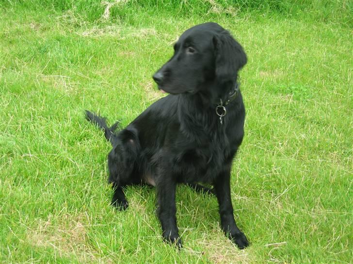 Flat coated retriever Chico billede 4