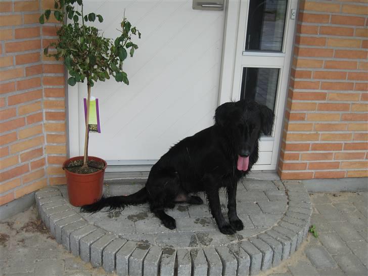 Flat coated retriever Chico billede 5