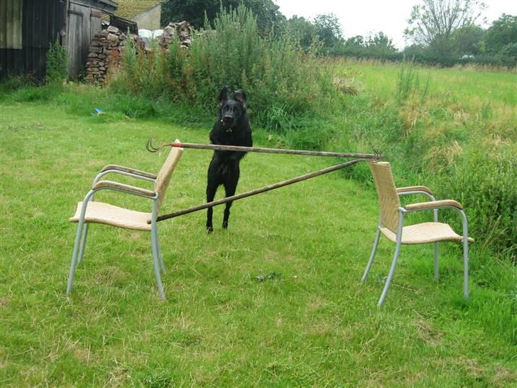 Flat coated retriever Chico billede 6