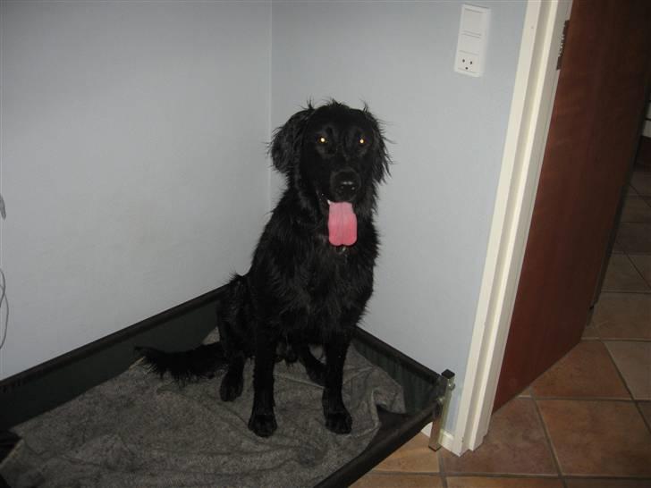 Flat coated retriever Chico billede 7