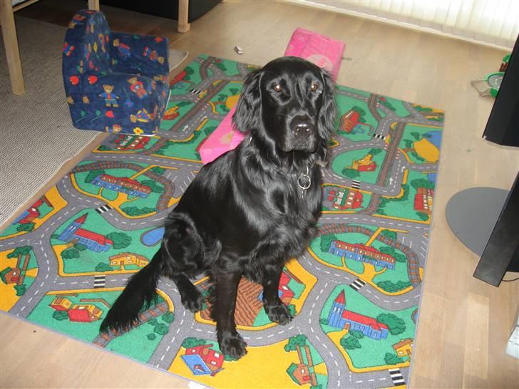 Flat coated retriever Chico billede 8