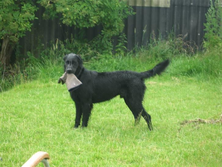 Flat coated retriever Chico billede 9