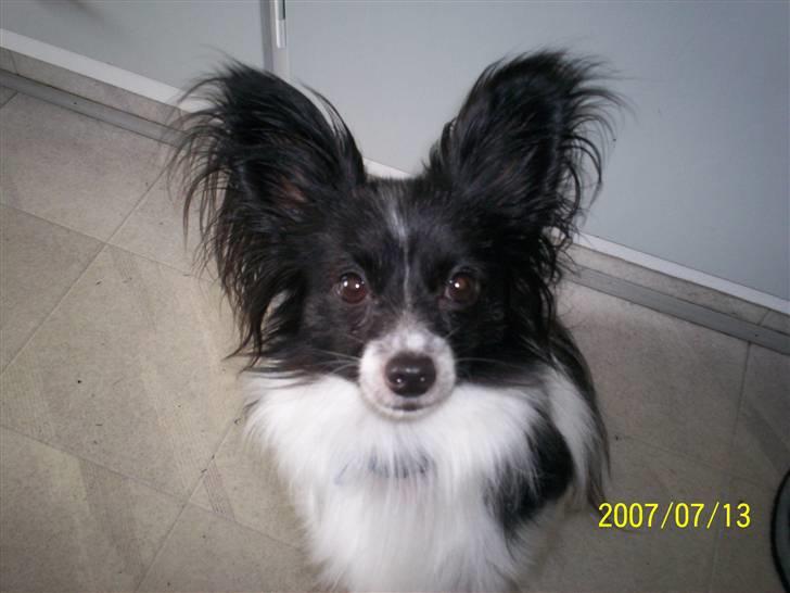 Papillon Gismo billede 8