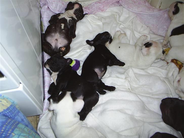 Fransk bulldog THORKILD SOLGT - det er bare hygge billede 3