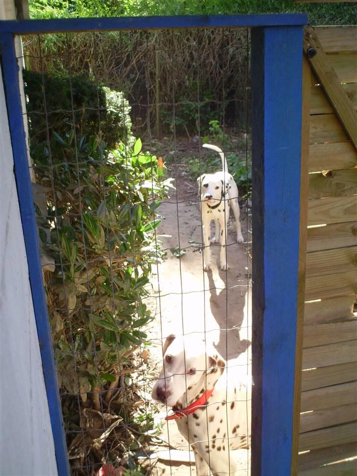 Dalmatiner Lady Lika - Begge hundene :) billede 10