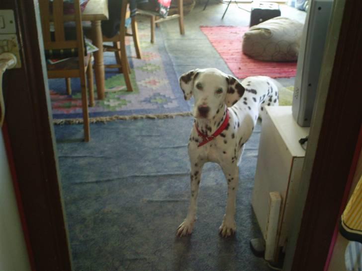 Dalmatiner Lady Lika - Nåååååårh... =] billede 12