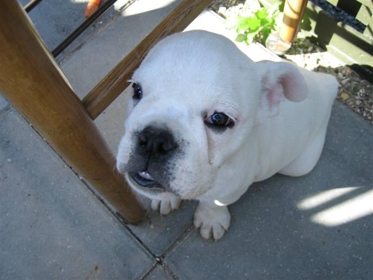 Blanding af racer (engelsk bulldog) Molly - close up .... billede 9