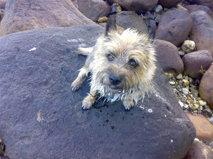 Cairn terrier Ævos billede 9