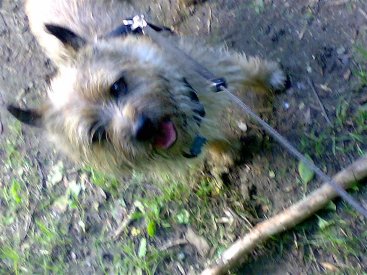 Cairn terrier Ævos billede 10