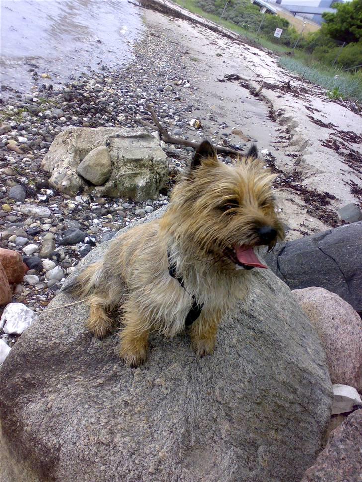 Cairn terrier Ævos billede 11
