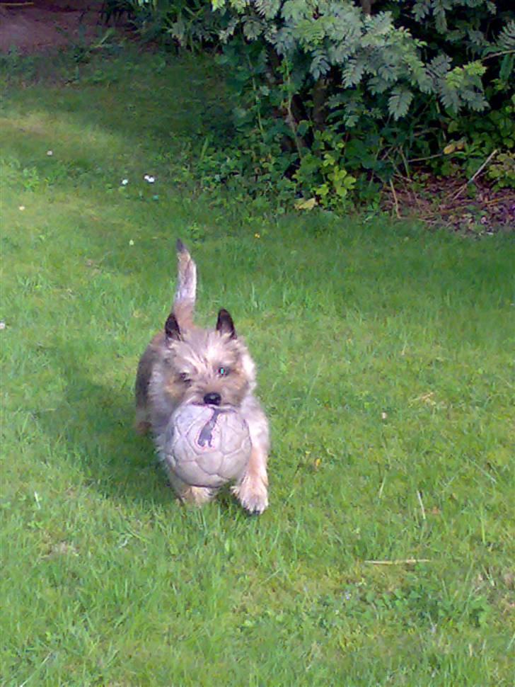 Cairn terrier Ævos billede 12