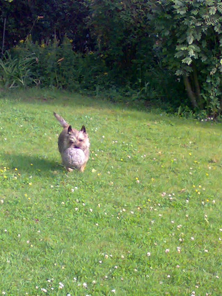 Cairn terrier Ævos billede 13