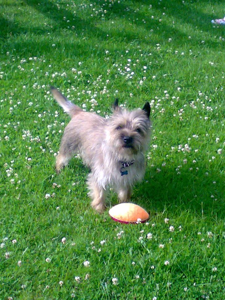 Cairn terrier Ævos billede 14