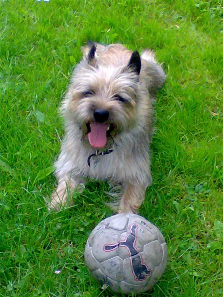 Cairn terrier Ævos billede 15