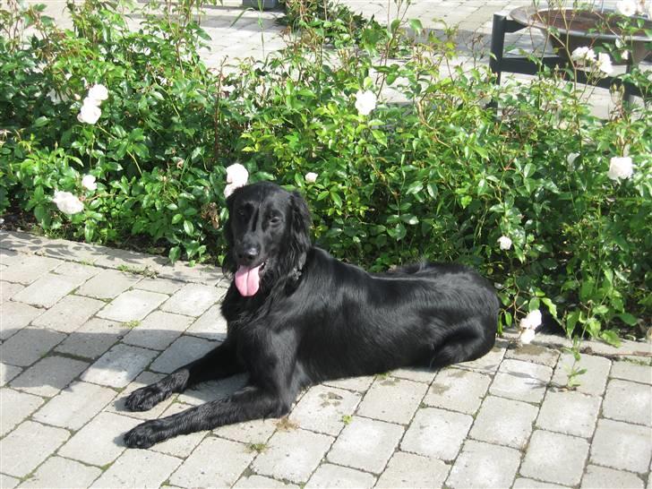 Flat coated retriever Chico billede 10